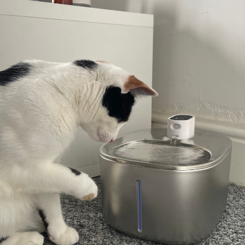 Fountain or Bowl: The Setup Your Cat Will Actually Use