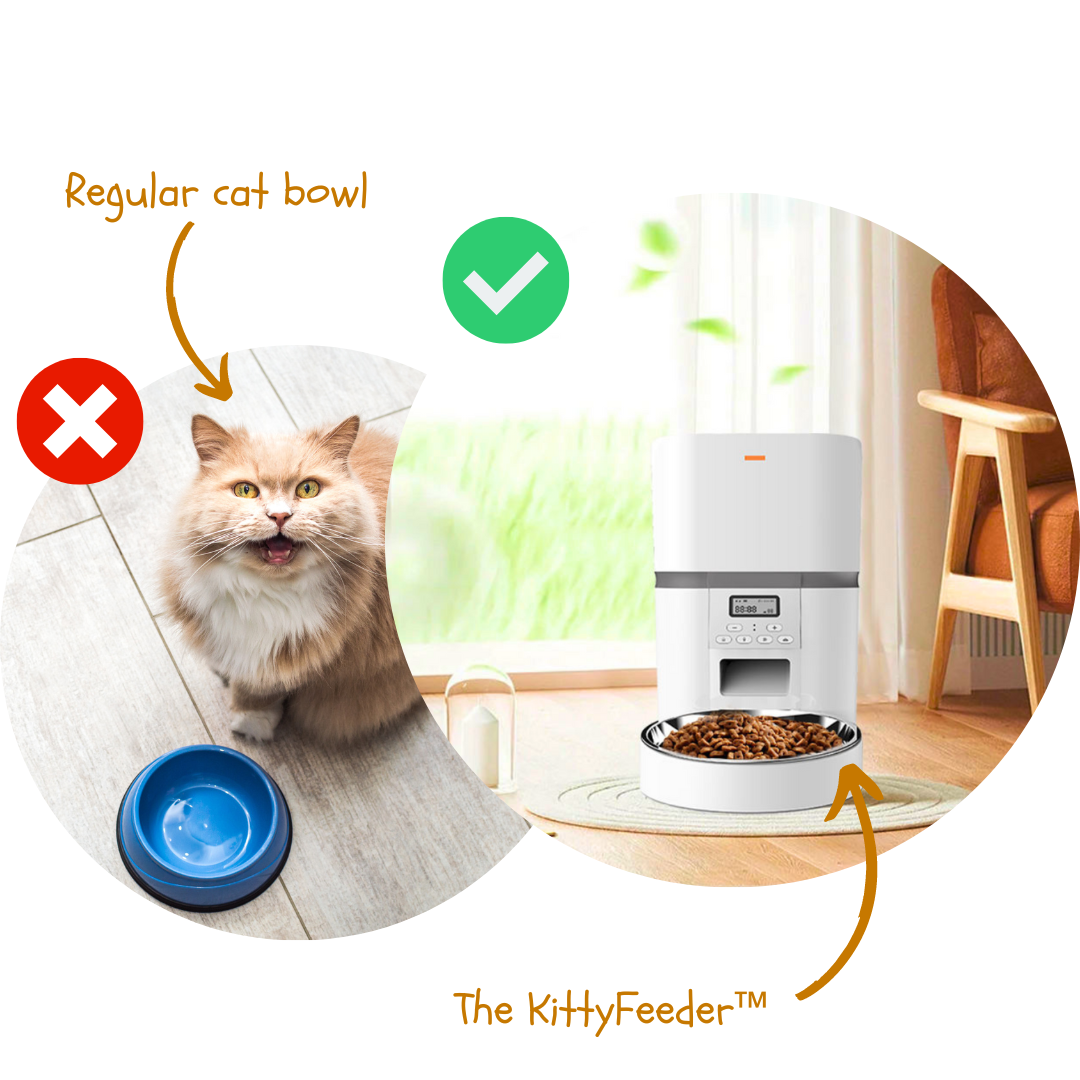 PetLibro One RFID vs SureFeed Connect vs KittyFeeder