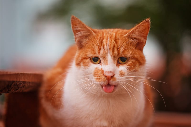 Why Cats Lick Themselves, and How to Spot Excess Grooming