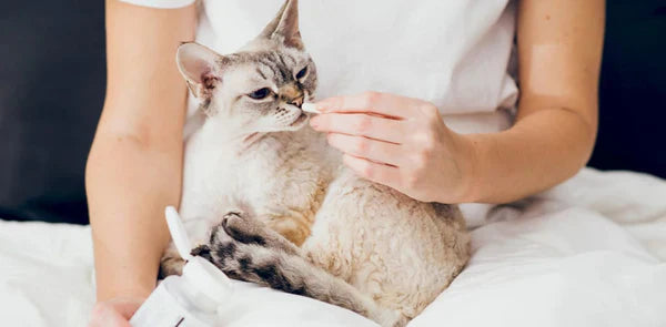 Most Cats Don't Need a Probiotic. Here's How to Tell