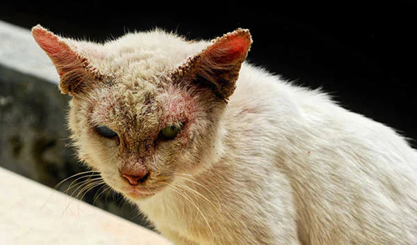 Cat Acne or Chin Mites: How To Spot The Difference
