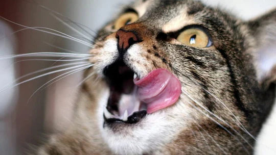 Pinpoint Why Your Cat Meows at Night Before You More Sleep