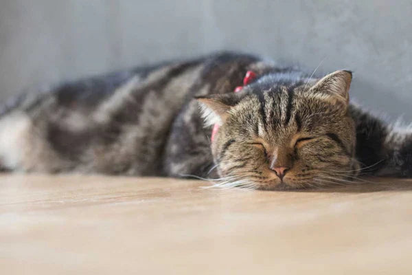 Cat Kidney Disease: How to Add Good Years