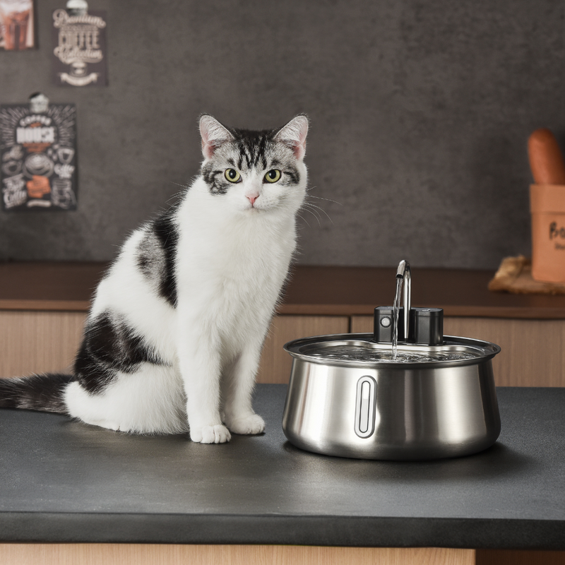 Get The #1 Recommended Cat Fountain Today