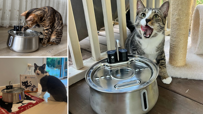 Why 600,000+ Cat Owners Chose KittySpout