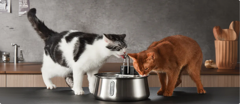 Your Cat Deserves The Best — Not Another Cheap Fountain