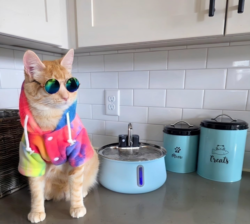 Stevie Ray the Wonder Cat