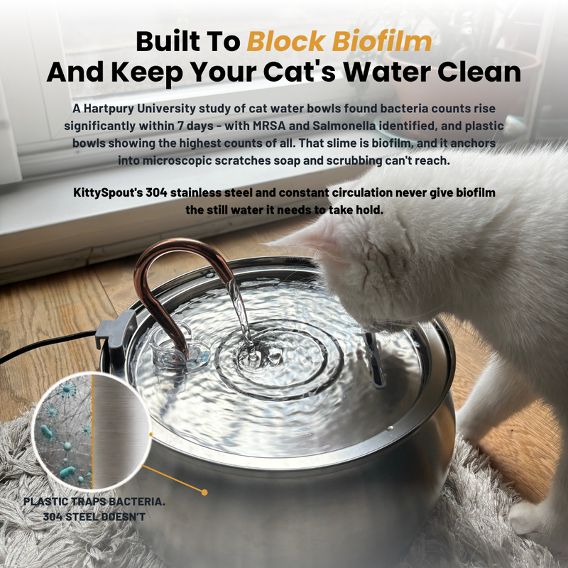 The KittySpout™ - Health & Happiness Cat Kit