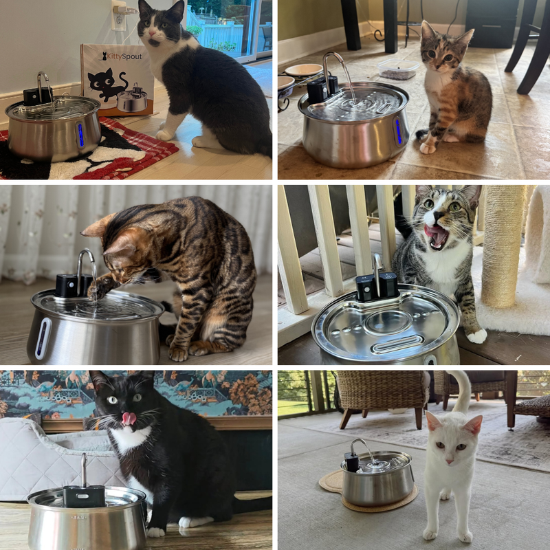 The #1 Vet-Recommended Cat Fountain In America
