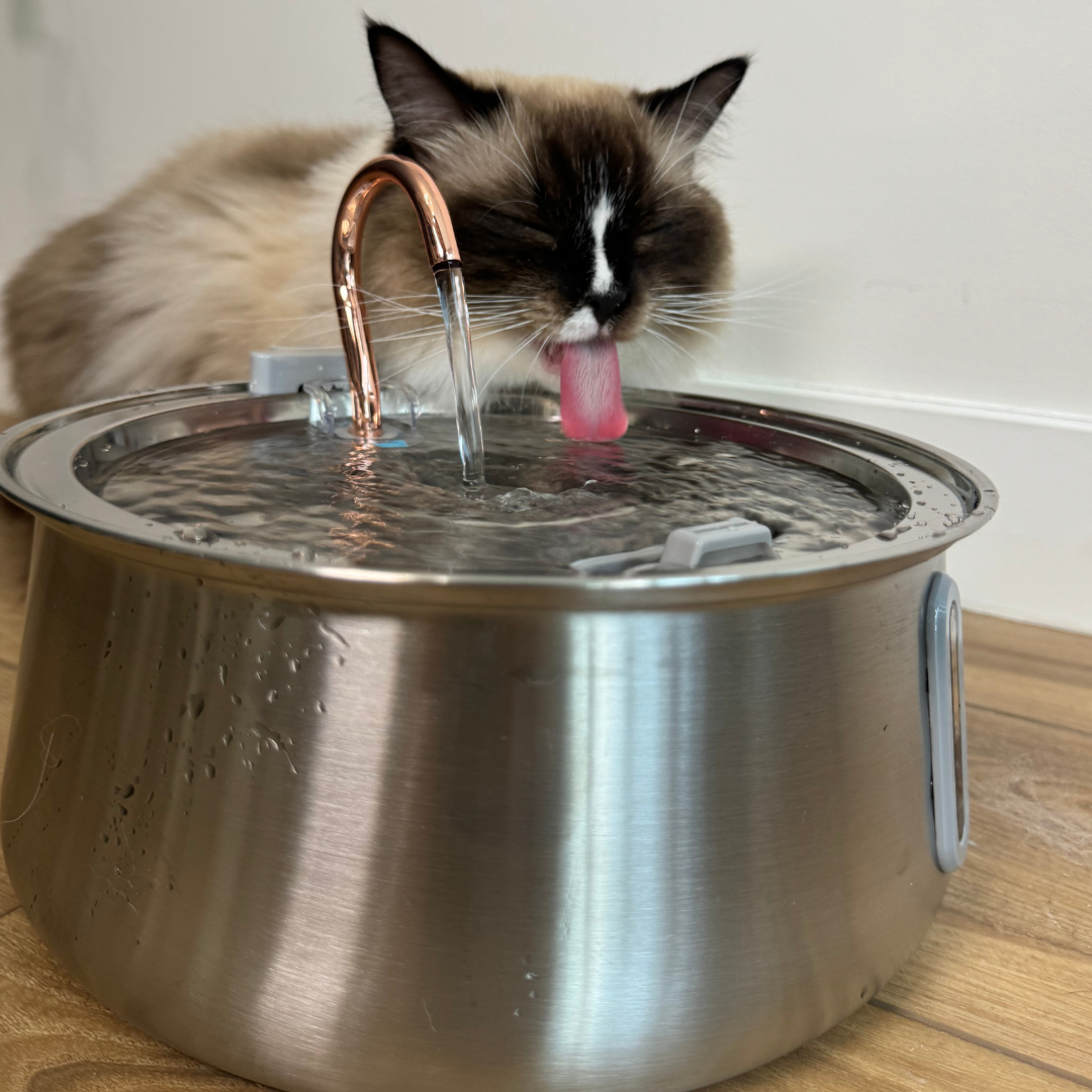 Keep Your Cat Healthy